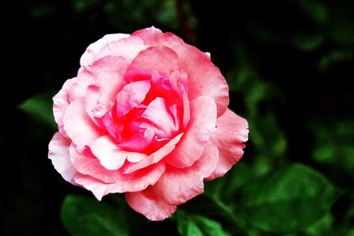 ob_b5f1d1_parfum-de-rose